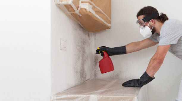 Professional Black Mold Removal technician working in West Sayville, NY
