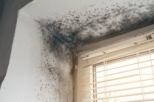Affordable Mold Cleanup solutions in West Sayville, NY